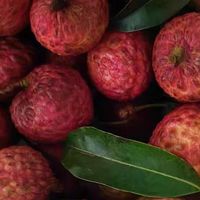 正宗广东增城糯米糍荔枝桂味新鲜现摘水果