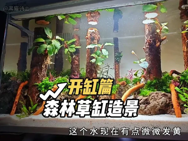 最详细的森林景开缸视频教程..视频时长 15分37秒..#森林草缸造景 #水草缸 #画法几何鱼缸 #小米鱼缸 #青绿橙水族