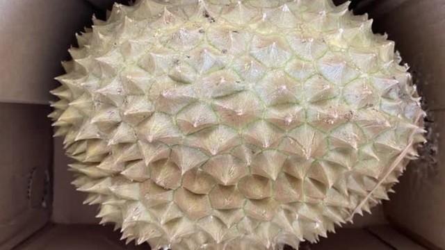 京鲜生金枕榴莲开箱！这波618血赚，果肉饱满香喷喷。