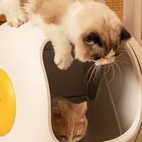 空气萝卜全自动猫砂盆C20：铲屎官的解放神器