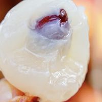 荔枝价格大跳水，你的购物车加满了吗？分享你的购买攻略和心得。