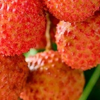 广西桂味荔枝新鲜直达