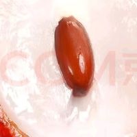 广东老树桂味荔枝新鲜上市