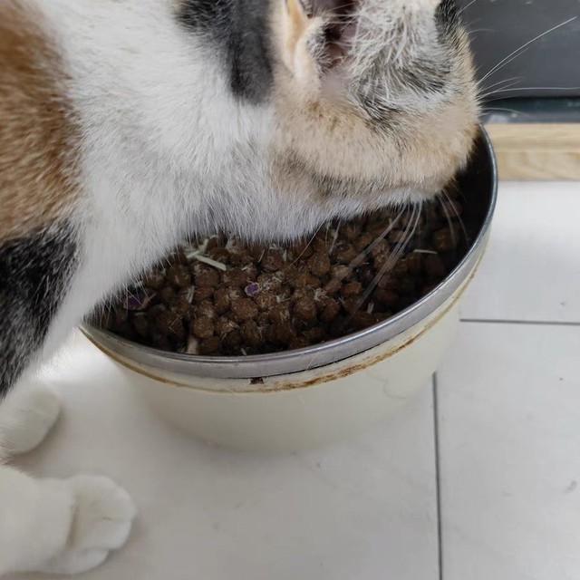 麦富迪宠物粮：科学配方助力猫咪健康
