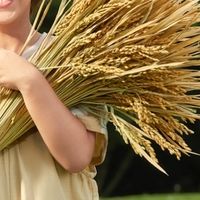 盖狮多款产品齐发力，赋能健康饮食新升级