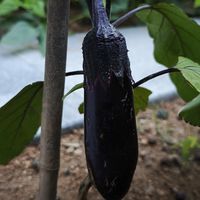在院子里种的茄子熟了，炒了一盘红烧茄子，新鲜软嫩，太好吃了！