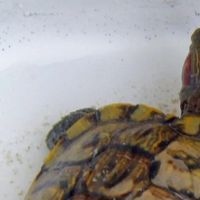 养龟：慢时光里的小确幸

 