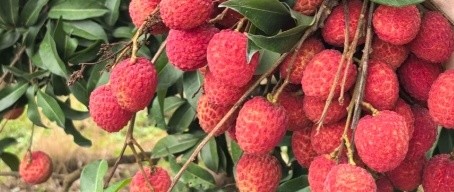 进奉荔枝分两种：仙进奉和普通进奉，两种荔枝价格居然差一倍