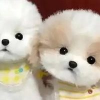 618宠物用品深度评测：从玩具到护理的全方位指南