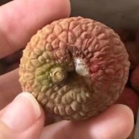 荔枝：千年传承的健康智慧