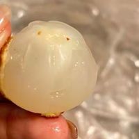 绛纱为肤白玉肉：一颗荔枝的千年滋味  