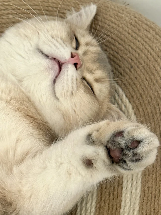 🐱解锁主子销魂睡姿｜四仰八叉😆