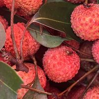 热门荔枝品种大揭秘！吃对才够味！