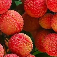 从果农视角看荔枝价格波动，讲述背后的故事与影响