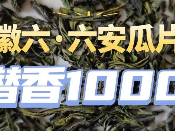 徽六潜香1000六安瓜片测评，潜香600/潜香2000/天青/山青哪个好喝