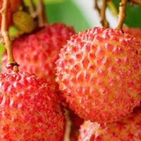 荔枝大跳水，果农真的赚麻了吗？