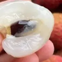 荔枝自由实现了！糯米糍荔枝，我吃到停不下来