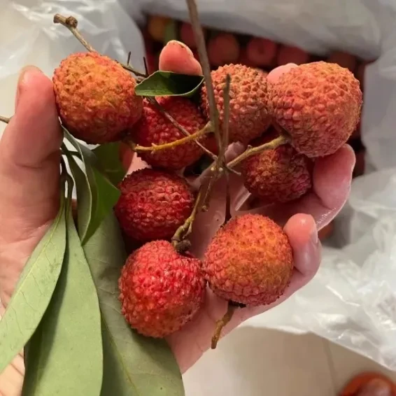 荔枝自由实现了！我炫增城桂味的疯狂体验