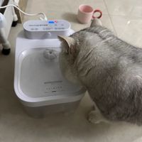猫咪饮水机，还是性价比很高的！