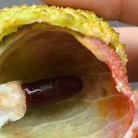 夏日限定：荔枝的甜蜜与文化