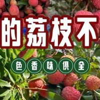 今年荔枝价格暴跌，丰收与技术推动