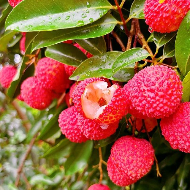 5斤装桂味荔枝口感清甜物流快