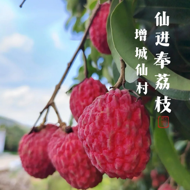 荔枝大丰收，价格亲民