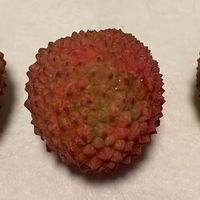 桂味荔枝中的小众品种——鸭头绿桂味你吃过没有？