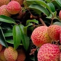 荔枝价格波动分析