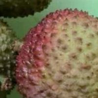 荔枝：夏日的味觉情书