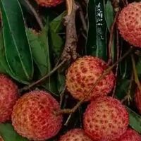 桂味荔枝，今夏的甜蜜馈赠！