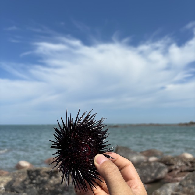 海胆：海洋馈赠的珍馐美味