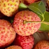 荔枝：夏日鲜果里的清甜宇宙 