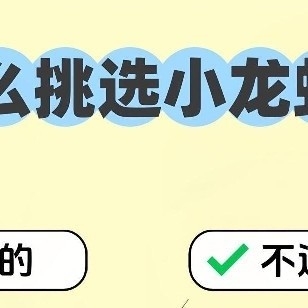 小龙虾挑选从 “泥沙虾” 到 “爆黄靓虾”