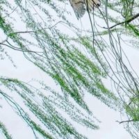 尝鲜百草味，菠萝干的奇妙滋味