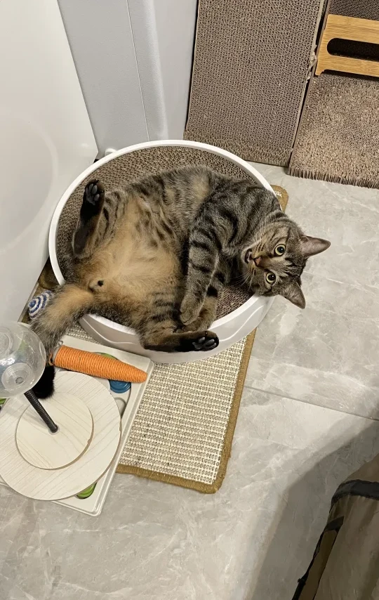 **我的618猫主子心头好：圆形猫抓板猫窝，真香！🐾**
终于给我家挑剔猫换上了这个**圆形猫抓板猫窝**！之前旧的抓板它不爱用，总去挠沙发角，头疼！这次618看到这个设计眼前一亮，圆形像个安全小堡垒