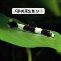 水族怎么样 中国本土的“忘不了”,被称为国产吉罗----结鱼亚科鱼类_什么值得买