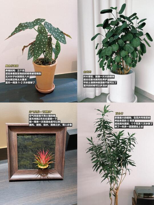 说说我家 | 懒人必养的中古风氛围感绿植