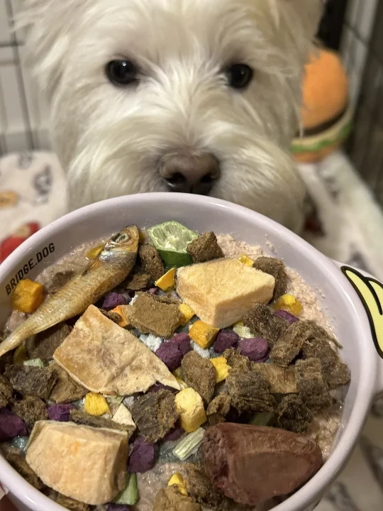 🇦🇺🐶超超超美味小狗饭堂 开餐啦😋