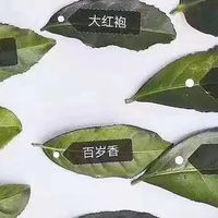 武夷岩茶的品种简述；从品种了解岩茶