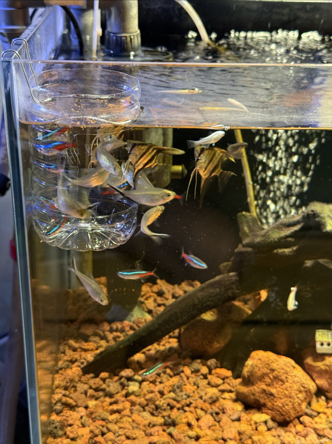 鱼粮