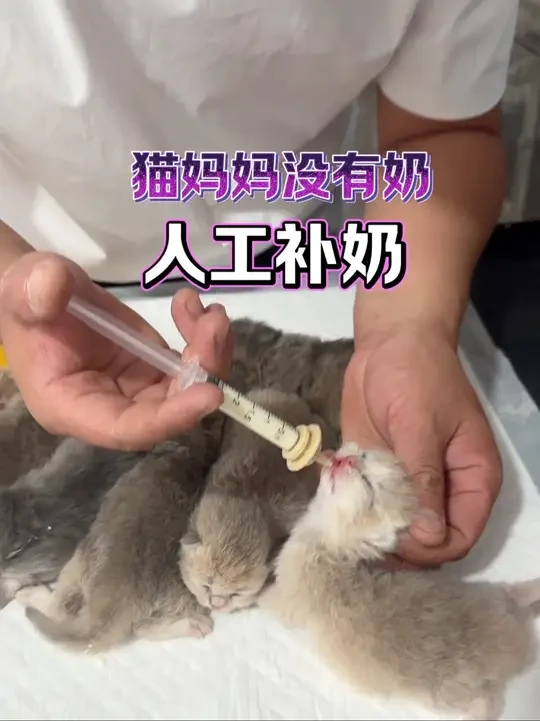 #宠物羊奶粉 #养猫新手 #猫咪羊奶粉 #小猫补奶 #猫咪羊奶粉推荐