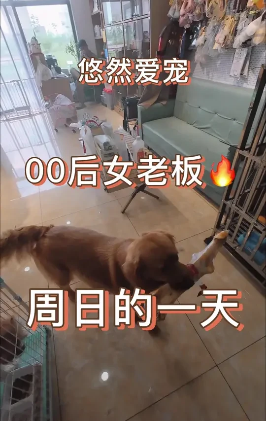 沉浸式体验月入百万宠物店老板的的一天嘻嘻#vlog日常 #宠物美容 #宠物洗护美容 #大庆宠物店 #controlme操纵我