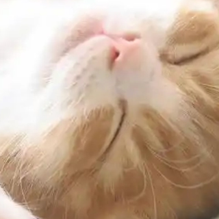 猫粮哪个牌子最好最安全？性价比高的猫粮推荐