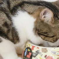 猫粮哪个牌子好又安全又便宜？十大性价比猫粮排行榜推荐