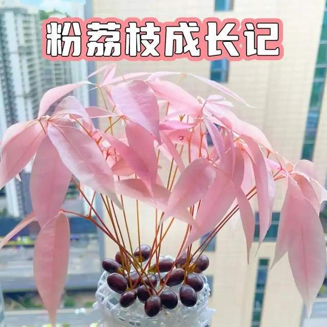 第一次被“荔枝核”惊呆了，扔水里22天，长成“绝美粉盆栽”