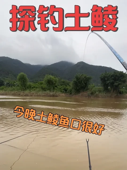 今晚土鲮狂口 狂拉30多条 #钓鱼的乐趣只有钓鱼人懂 #沃鼎王者神剑三代 #周八土鲮饵料 #小凤仙浮漂 #户外钓鱼人
