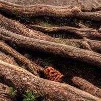 折叠屏新宠，小米MIXFlip2徕卡加持
