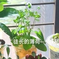 第一次感受到“水果核”的杀伤力，曾经瞧不上，现在：我都养起来