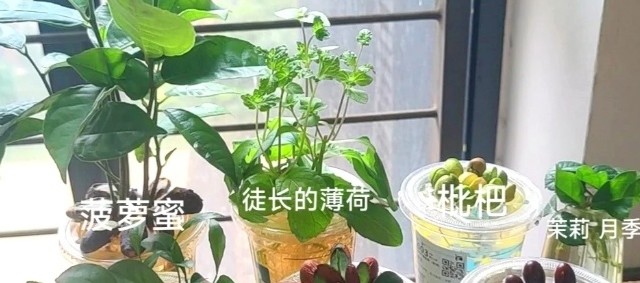 第一次感受到“水果核”的杀伤力，曾经瞧不上，现在：我都养起来